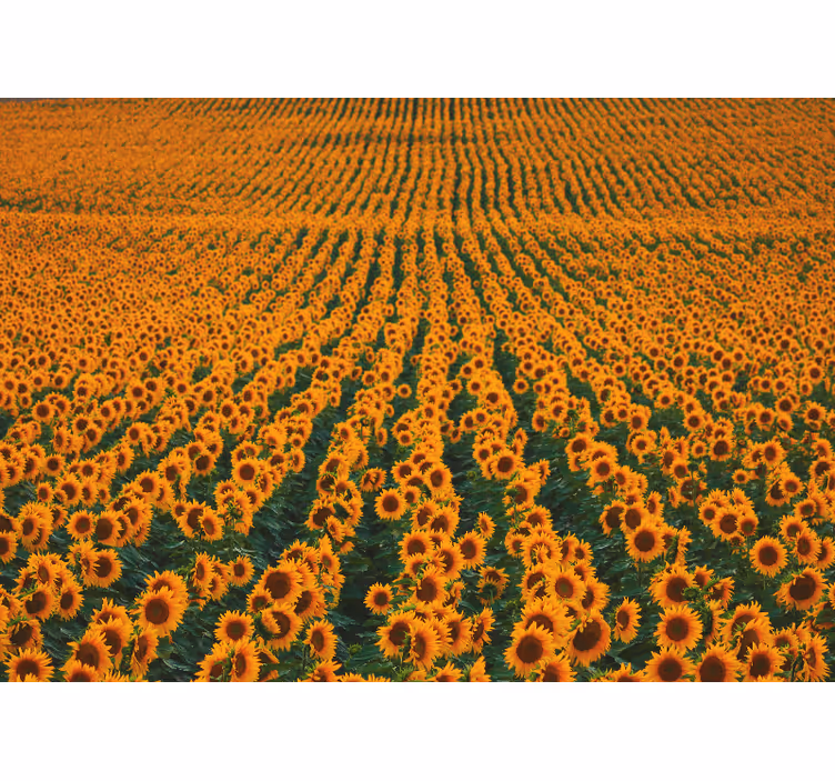 Foto tapete cvijet livada suncokreta - TenStickers