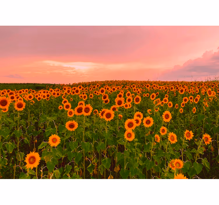 Foto tapete cvijet polje živopisnih suncokreta - TenStickers