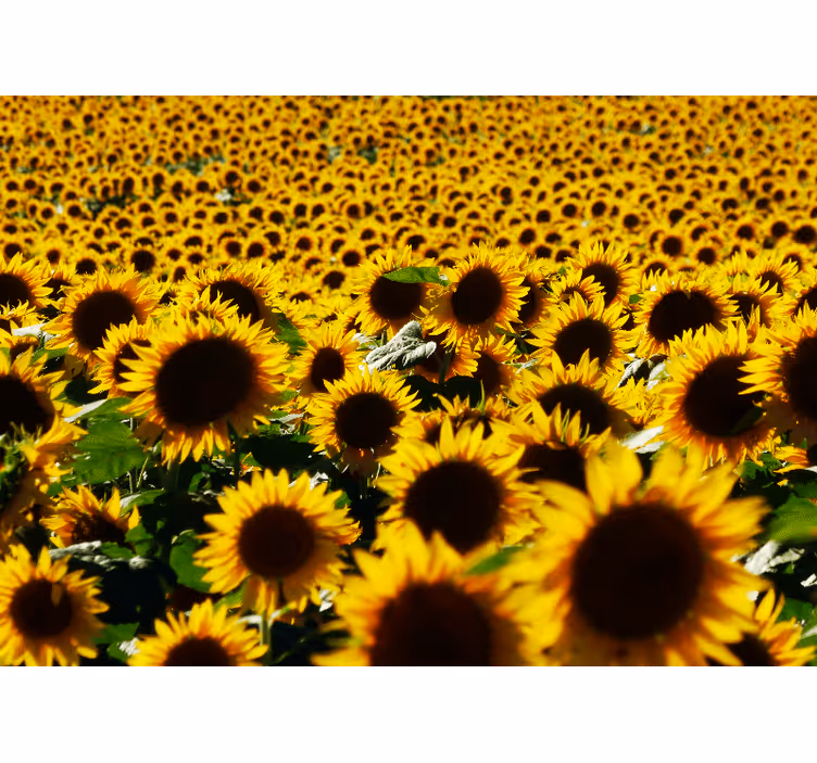 Foto tapete cvijet cvijet suncokreta u cvatu - TenStickers