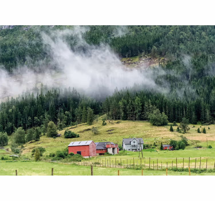 tapete priroda norveška šuma - TenStickers