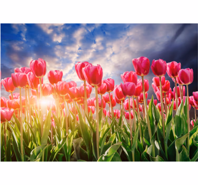 Cvjetni zalazak sunca tulip zidni zid - TenStickers