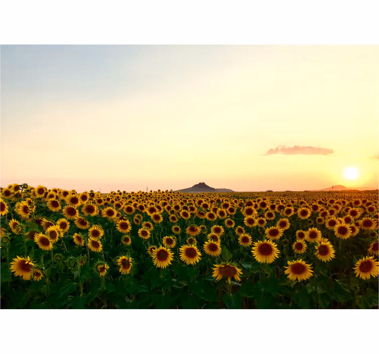 Foto tapete cvijet polje suncokreta u sumraku - TenStickers