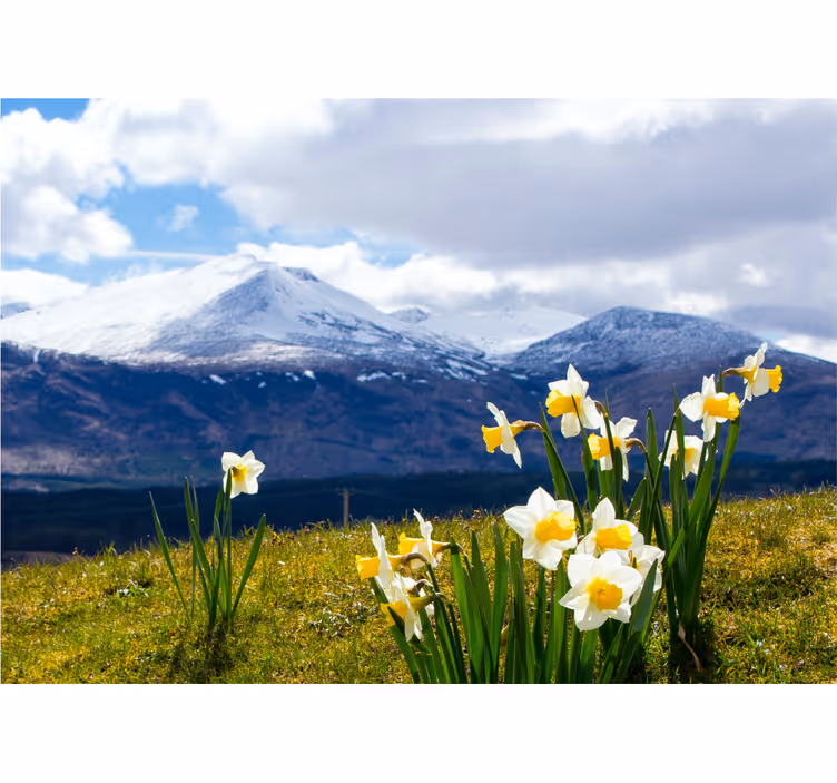 Foto tapete cvijet narcisi na planinama - TenStickers