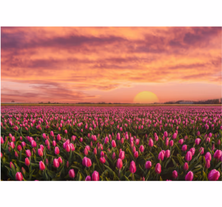 Foto tapete cvijet tulipani na zalasku sunca - TenStickers