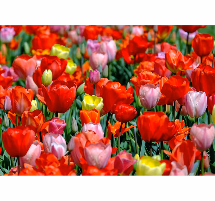 Foto tapete cvijet Šarena livada tulipana - TenStickers