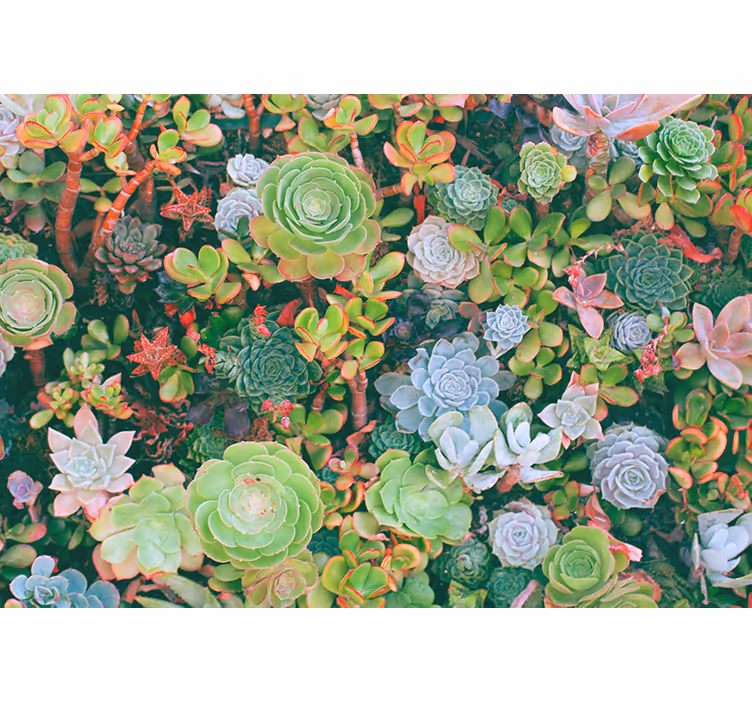 Foto tapete cvijet sukulentni vrt flora - TenStickers