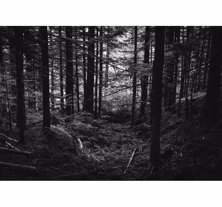 Foto tapete šumski tamna šumska scena - TenStickers