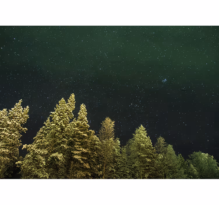 Foto tapete šumski zvjezdasti borov šum - TenStickers