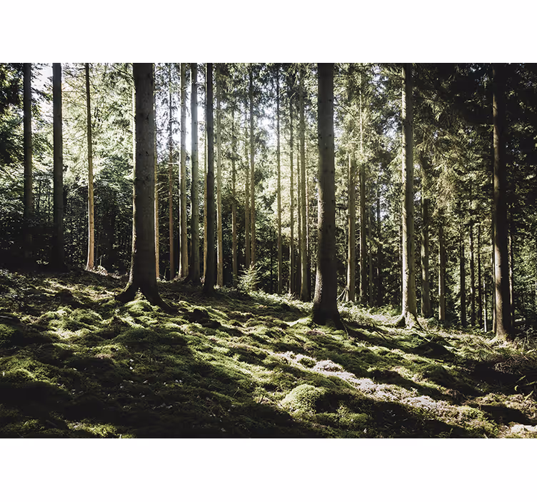 Foto tapete šumski mirna šumska scena - TenStickers