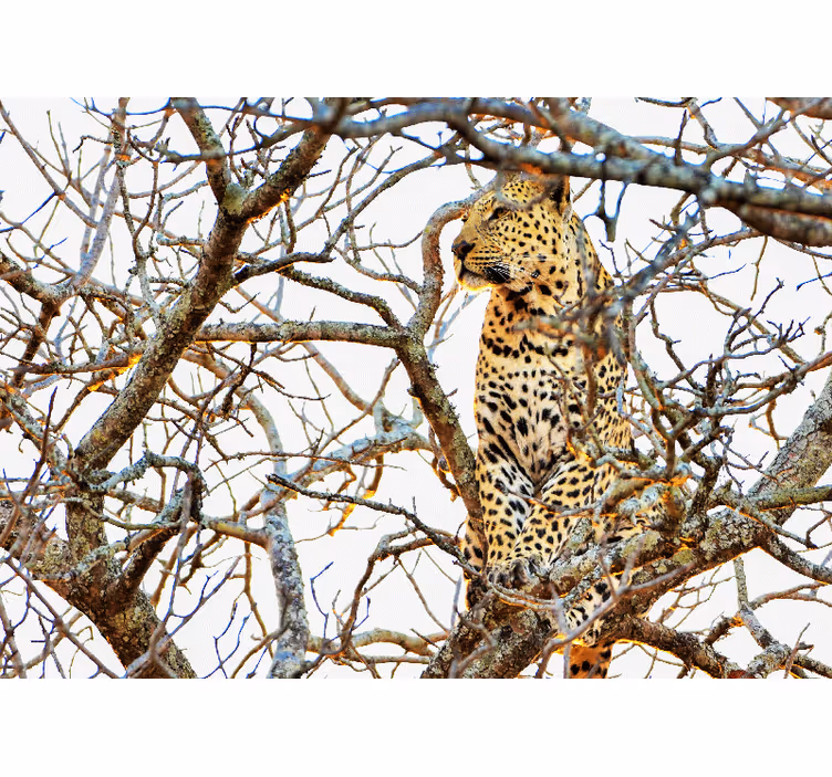 Foto tapeta leopard među granama - TenStickers