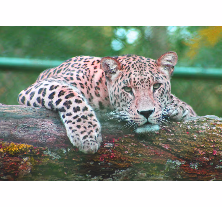 Jaguar šuma džungle dnevni boravak zidni zid - TenStickers