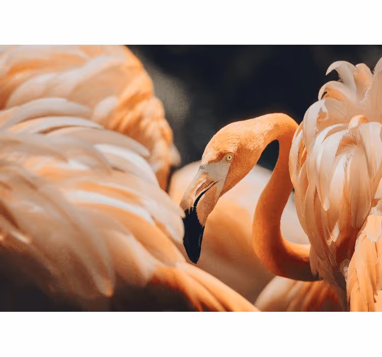 Zidni slikar s narančastim flamingom u slabom svjetlu - TenStickers