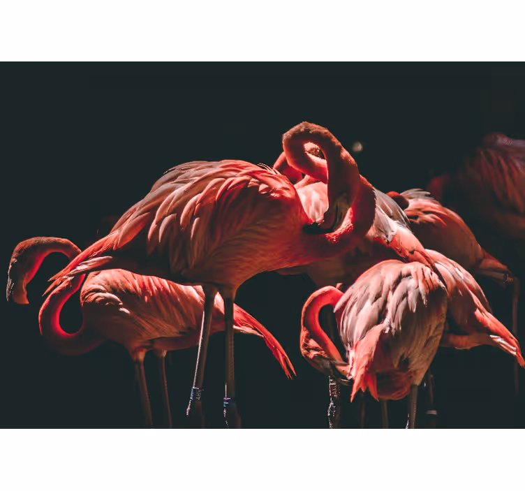 Zidni freske flamingo mirna oaza - TenStickers