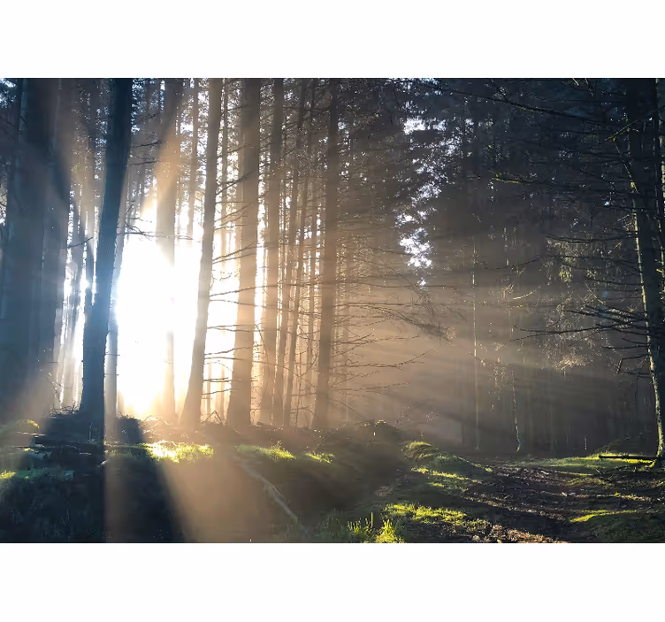 Foto tapete šumski osvijetljeni šumski put - TenStickers