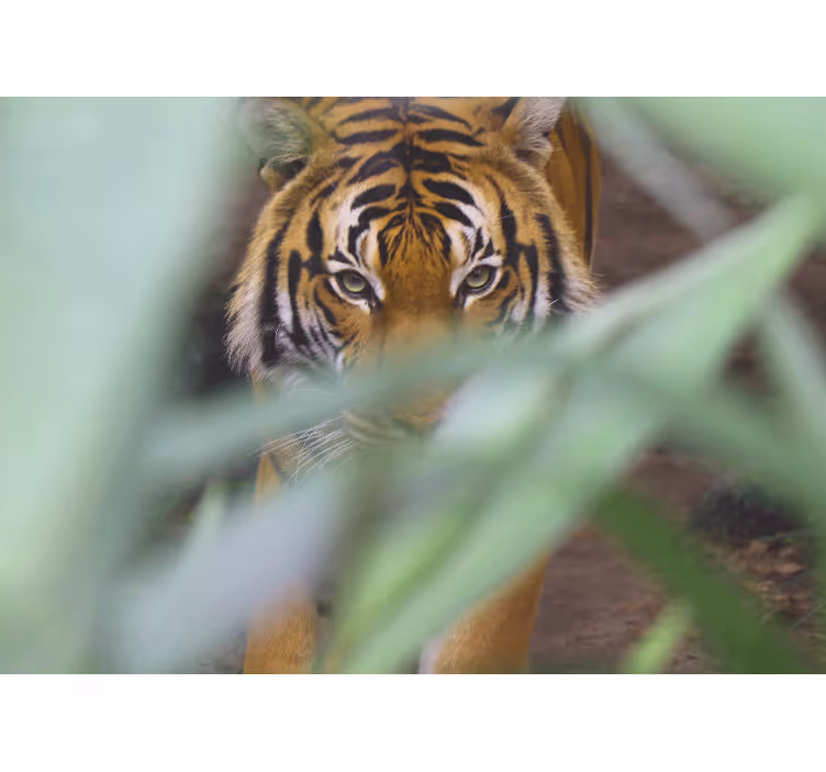 Zidni freske tigar u divljini - TenStickers