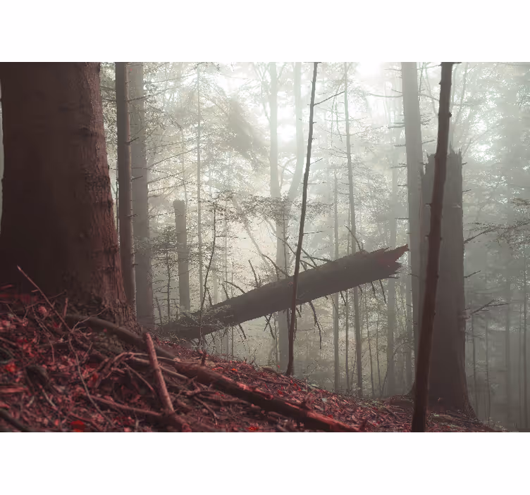 Foto tapete šumski pogled na maglovitu šumu - TenStickers