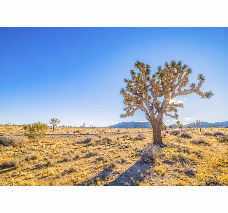Foto tapete planinski pejzaž joshua tree - TenStickers
