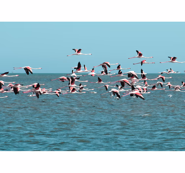 Zidni freske flamingosi iznad vode - TenStickers