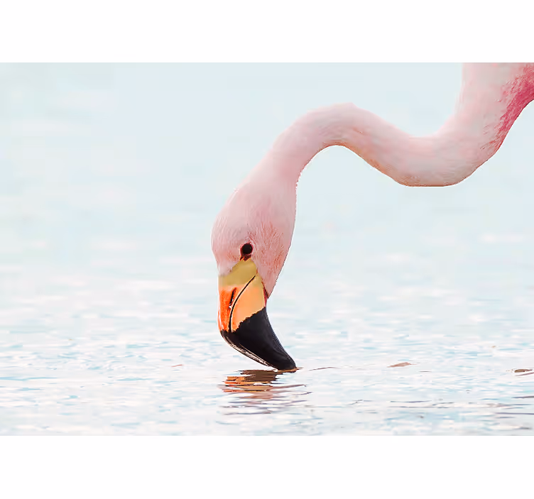 Foto tapeta flamingo odraz u vodi - TenStickers