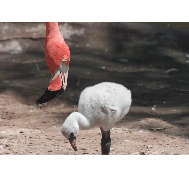 Zidni freske flamingo pilić - TenStickers