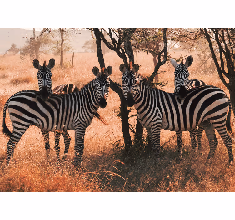 Zidni freske zebra u prirodi - TenStickers