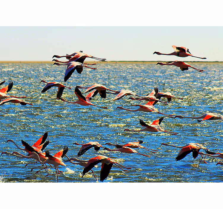 Zidni freske grupa letjećih flamingosa - TenStickers