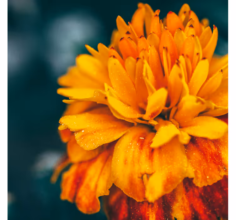 Foto tapete cvijet close-up narančastog cvijeta - TenStickers