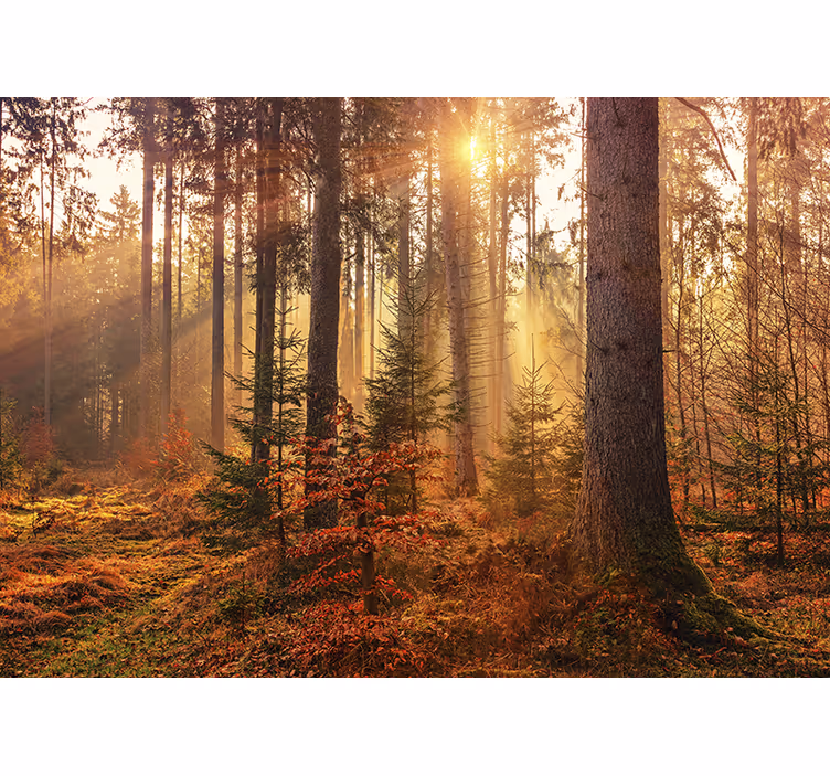 Foto tapete šumski sjaj sunčanog šuma - TenStickers