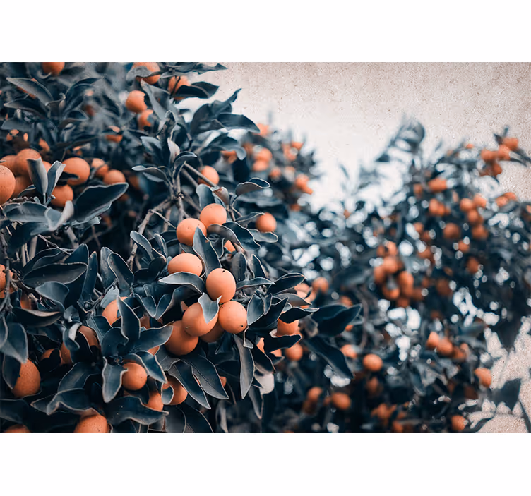 Foto tapete cvijet grana citrusa - TenStickers