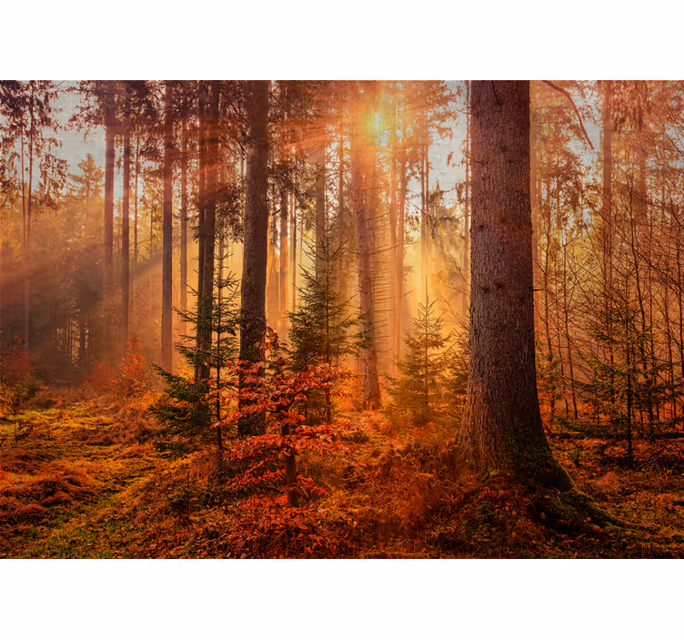 Foto tapete šumski sjajni šumski ugođaj - TenStickers