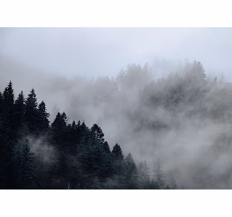 Foto tapete šumski maglovit vlažan krajolik - TenStickers