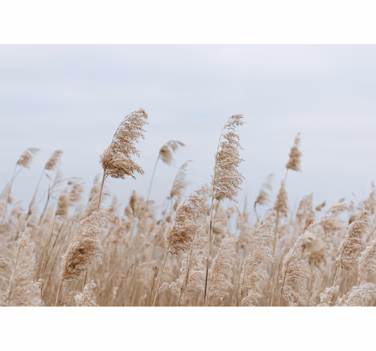 Foto tapeta pampas grass vedrina - TenStickers
