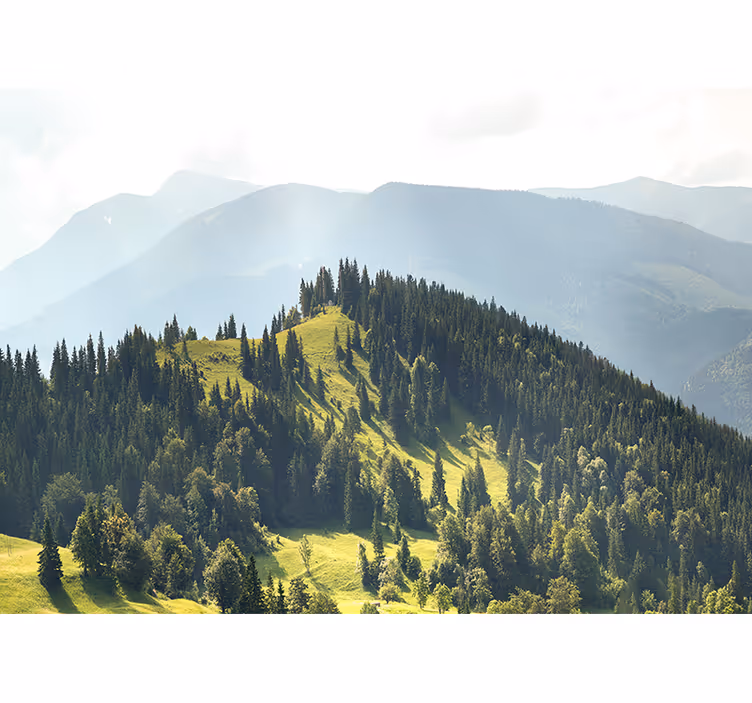 Foto tapeta scena planinske šume - TenStickers