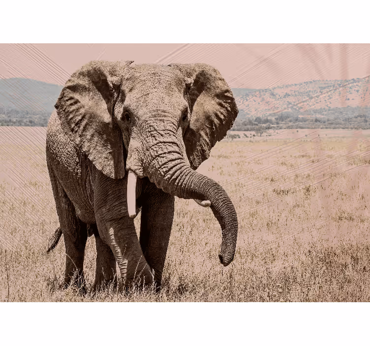 Foto tapeta kraljevski elefant aura - TenStickers