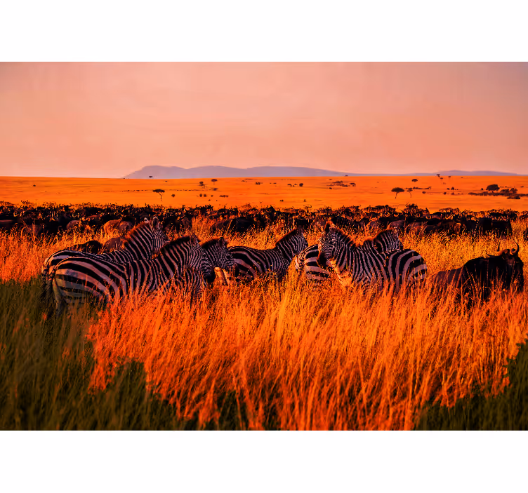 Tapete priroda zebre u serengetiju - TenStickers