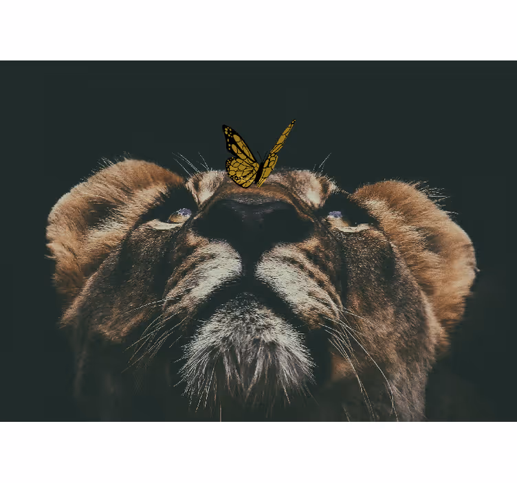 Foto tapete lavova mladunče s leptirom - TenStickers