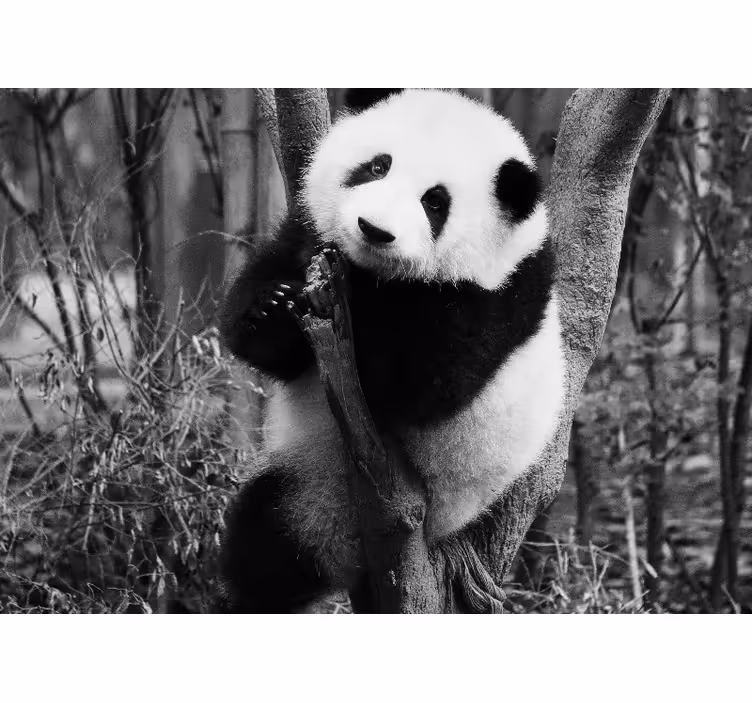 Zidni freske panda na drvetu - TenStickers