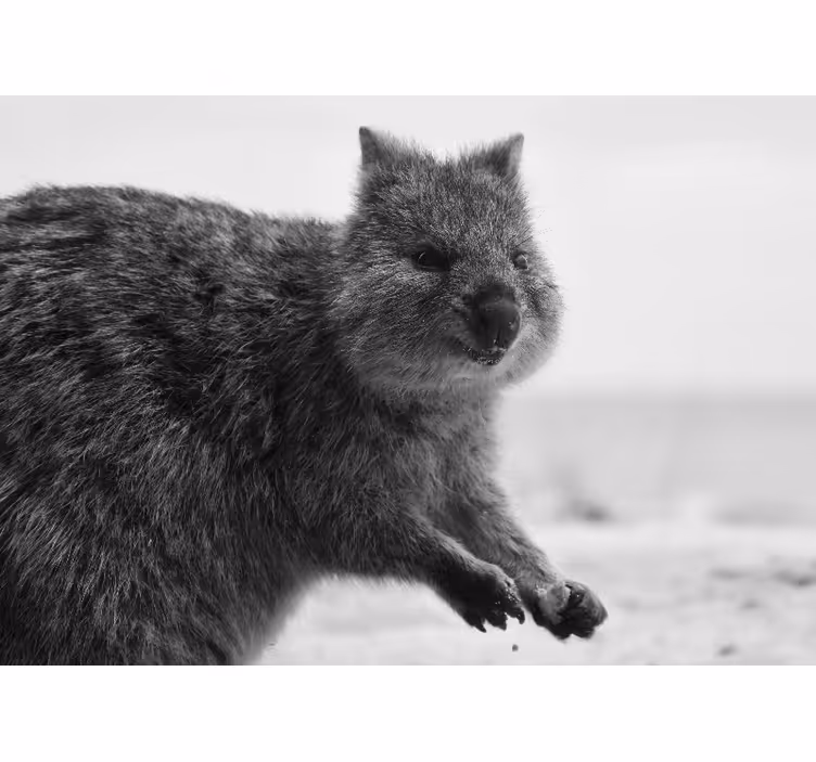 Preslatki mali quokka afrički zidni mural - TenStickers