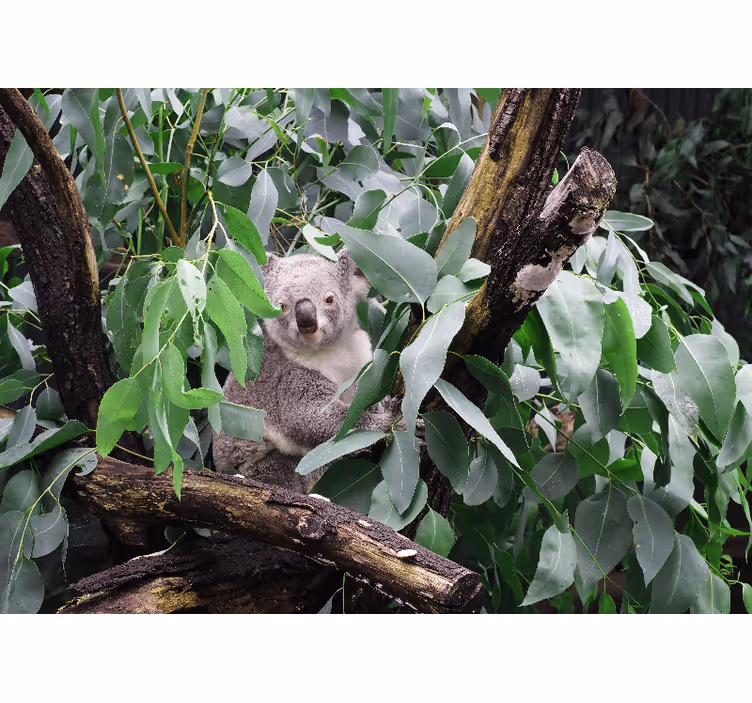 Zidni freske koala u lišću - TenStickers