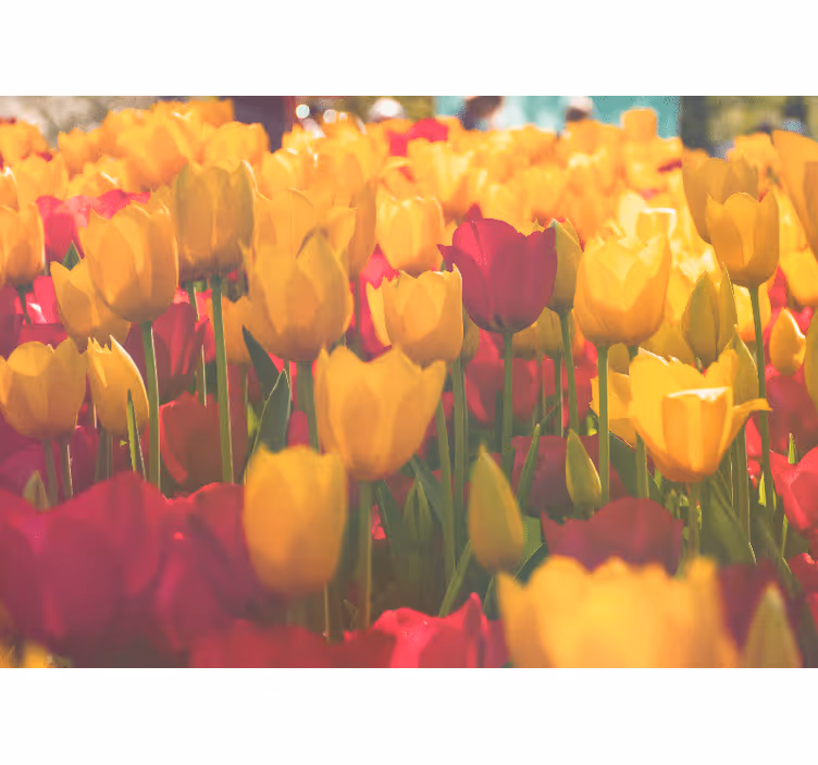 Foto tapete cvijet tulipani u cvatu - TenStickers