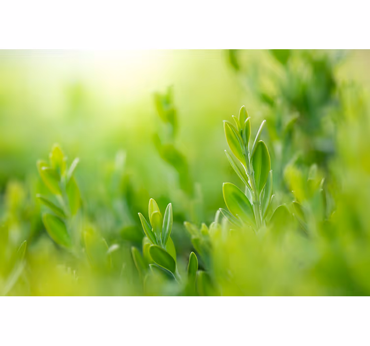 Tapete priroda bujna zelena vegetacija izbliza - TenStickers