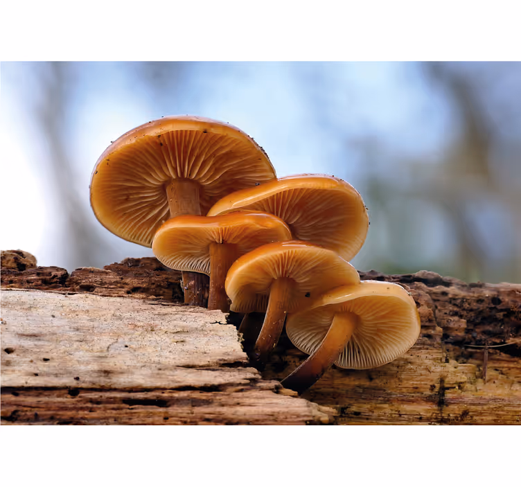 Foto tapete cvijet gljivični klaster - TenStickers