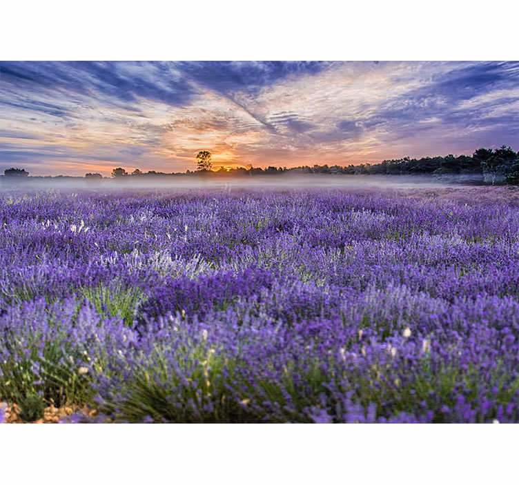 Foto tapete cvijet lavanda na zalasku sunca - TenStickers