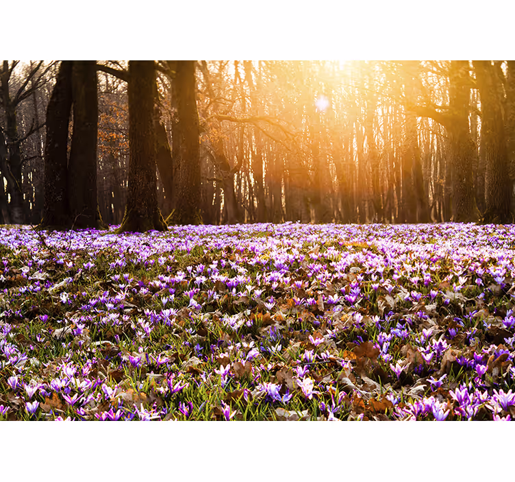 Foto tapete cvijet sunčana cvjetna livada - TenStickers