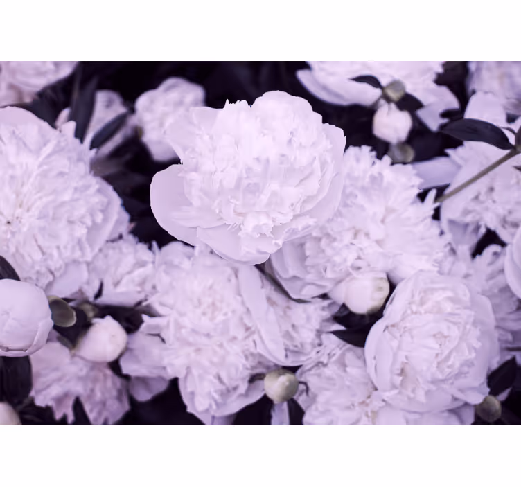 Foto tapete cvijet lavanda i božur u cvatu - TenStickers