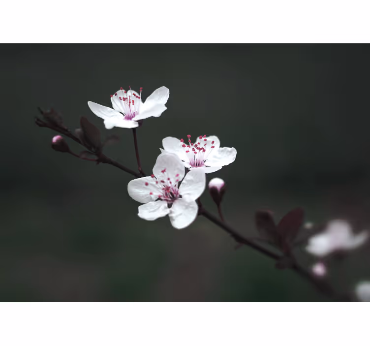 Foto tapete od maka sakura grana - TenStickers