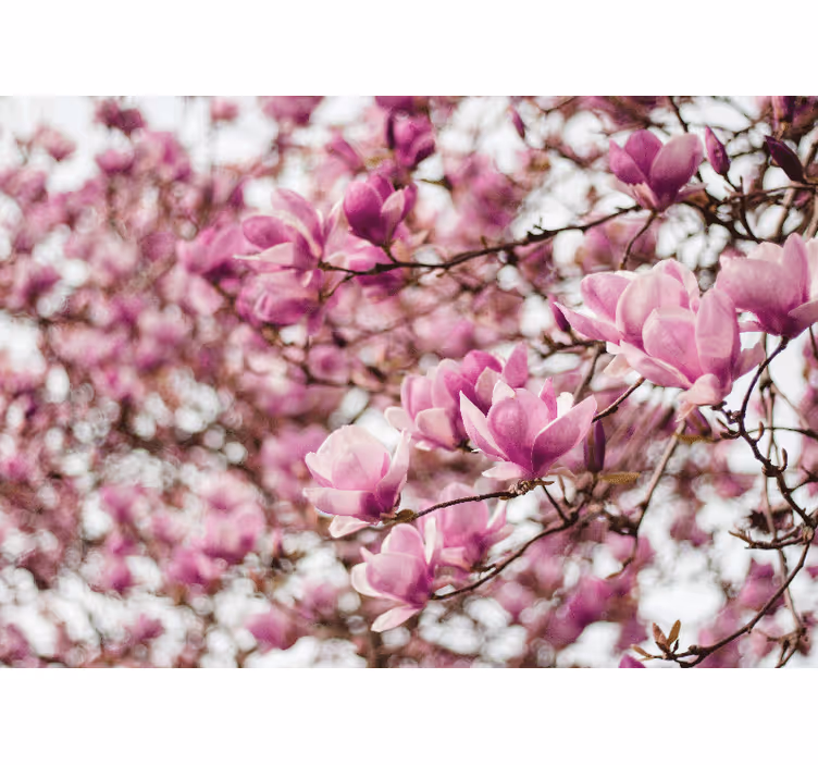 Foto tapete magnolije prikaz cvjetova magnolije - TenStickers