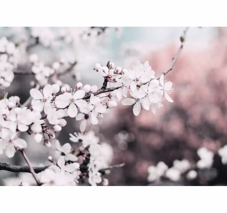 Foto tapete cvijet sakura cvijetna grana - TenStickers