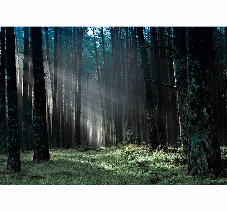 Foto tapete šumski sjajni šumski put - TenStickers