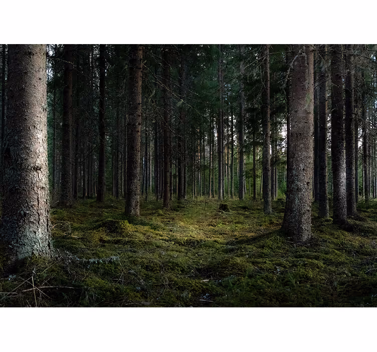 Foto tapete šumski spokojan krajolik - TenStickers